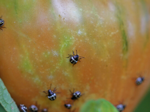 Suša i visoka temperatura pogoduju smrdljivim martinima - kako ih držati pod kontrolom?