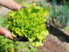 Pobrali ste zelenu salatu: Ovih 5 vrsta povrća posadite na njezino mjesto