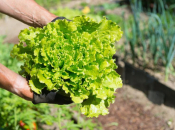Pobrali ste zelenu salatu: Ovih 5 vrsta povrća posadite na njezino mjesto