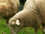 Ovce popasle marihuanu, pojele gotovo sav dokazni materijal