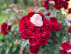 Ruže će vam cvjetati cijelo ljeto uz ovih 5 jednostavnih savjeta