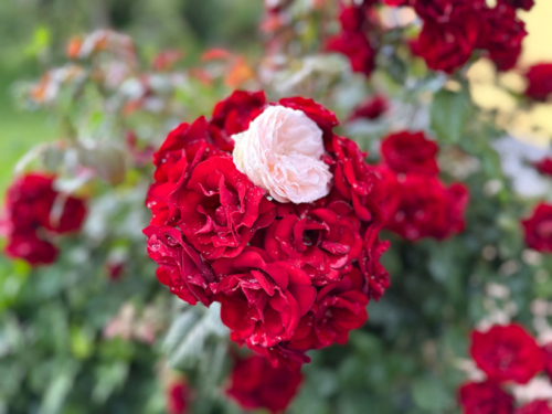 Ruže će vam cvjetati cijelo ljeto uz ovih 5 jednostavnih savjeta