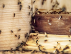 Imate li krilate mrave u svojoj kući? Evo kako ih se možete riješiti