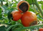 Zašto se nedostatak kalcija javlja kod rajčice i paprike