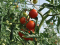 Iskusni vrtlari oko rajčice posipaju ovaj prah - uradite ovo i vi, imat ćete zdrave i sočne plodove