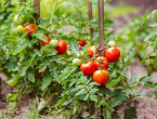 Najučikovitija organska đubriva za rajčicu