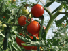 Zalijte rajčicu ovom otopinom i plodovi će biti puno veći i sočniji!
