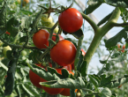 Zalijte rajčicu ovom otopinom i plodovi će biti puno veći i sočniji!