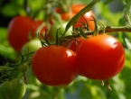 Zalijte paradajz ili krastavac ovim rastvorom, biljke će biti bujne i s mnogo plodova