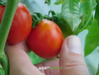 Uz ovaj jednostavan trik prepoznat ćete jesu li rajčica i krastavac prskani pesticidima