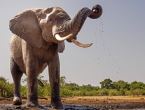 U Africi izašao iz auta i krenuo prema slonovima, htio ih snimiti, oni ga pregazili
