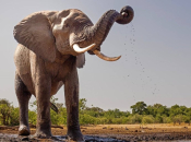 U Africi izašao iz auta i krenuo prema slonovima, htio ih snimiti, oni ga pregazili