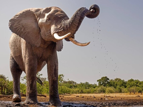 U Africi izašao iz auta i krenuo prema slonovima, htio ih snimiti, oni ga pregazili