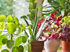 Ovih 7 biljaka mogu smanjiti temperaturu u vašem domu