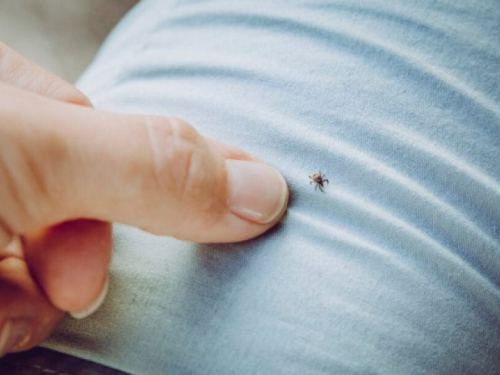 Krpelji mrze ovaj miris na odjeći: Puno bolje od sprejeva u trgovini