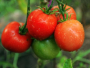 Koliko sunca treba rajčicama za najbolji urod?