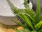 Ova lijepa sobna biljka uklanja plijesan iz kupaonice