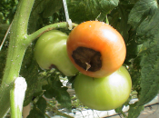 8 razloga zašto dolazi do pojave vršne truleži na rajčici i paprici