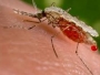 Opasan virus Zika mogao bi zaraziti 3 do 4 milijuna ljudi