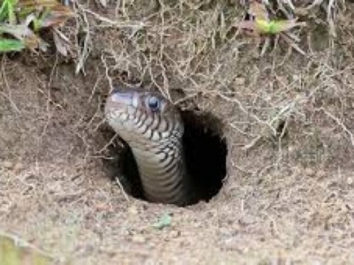 Kako prepoznati rupu od zmije u vrtu i što učiniti?
