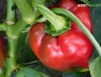 Kako pravilno zalijevati papriku: Savjeti za uspješnu proizvodnju