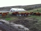 Na farmi Papić stradala goveda pod urušenim krovom