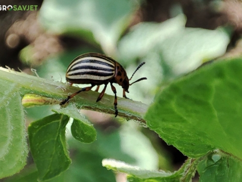 Kako suzbiti krumpirovu zlaticu bez upotrebe pesticida