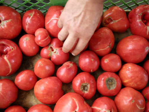 Pomiješajte ova tri sastojka i vaša rajčica će roditi kao nikad prije!