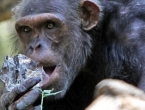 Čimpanze pametnije od studenata!