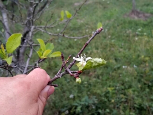 Voćke ponovo cvjetaju, evo što učiniti u takvim nasadima