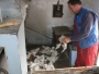 Češljajući vunu prehranjuje peteročlanu obitelj