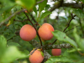 Znate li što su aprium i pluot? Svo bogatstvo kalcija i željeza u samo nekoliko zalogaja