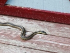 Zaštite okućnicu od zmija: 6 preporuka za odvraćanje