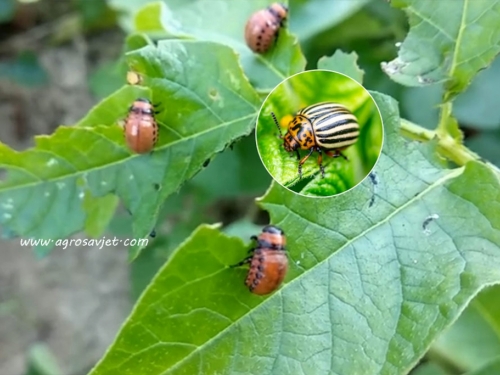 Odlaze li insekticidi u prošlost? Stiže alternativa