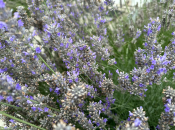 Lavanda je najbolje tajno oružje za dobar san, a ujedno vas čuva i od stresa