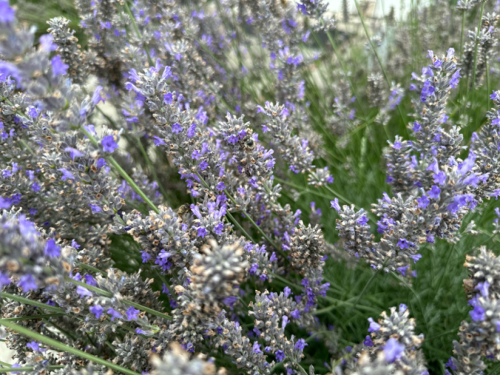 Lavanda je najbolje tajno oružje za dobar san, a ujedno vas čuva i od stresa