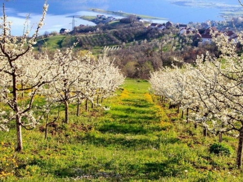 PROMO: Prodaja ramske šljive