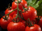 Provjereni recept za prihranu rajčica - bit će veće i sočnije