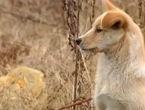 VIDEO / Dirljiva priča iz Kine: Vjerni pas čuva grob svoga preminulog vlasnika
