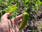 Uzgoj paprike na otvorenom: Njega, navodnjavanje i prihrana