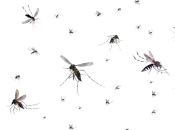 Ova tri napitka zauvijek će otjerati komarce, muhe i žohare iz vašeg doma