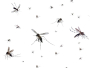 Ova tri napitka zauvijek će otjerati komarce, muhe i žohare iz vašeg doma